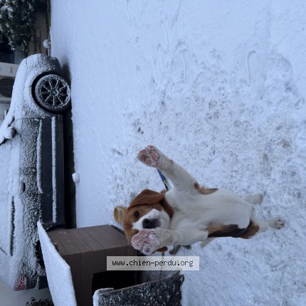 Photo de chien perdu à Varades