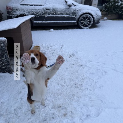 Photo 1/1 teki Chien perdu à Varades