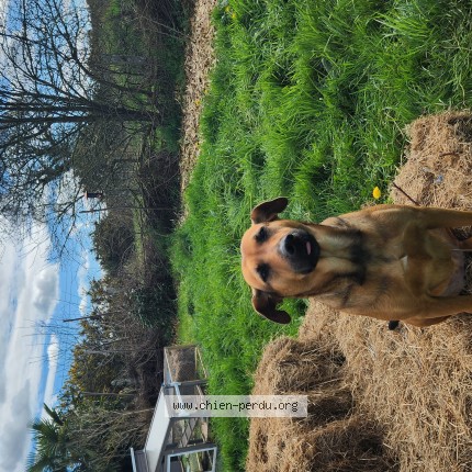 Photo de chien perdu à Creteil