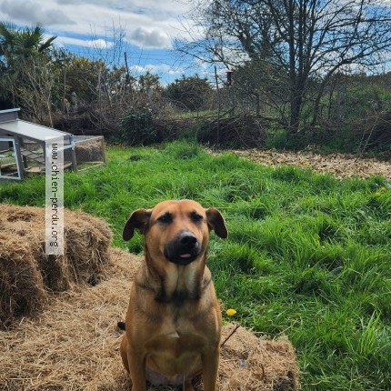 Photo 1/1 tehelia Chien perdu à Creteil