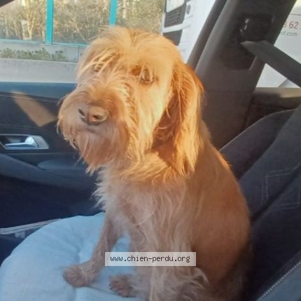 Photo de chien perdu à Pibrac