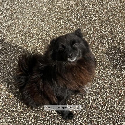 Photo de chien perdu à Charrais