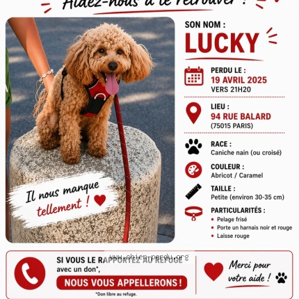 Photo 1/1 lucky Chien perdu à Paris 15e Arrondissement
