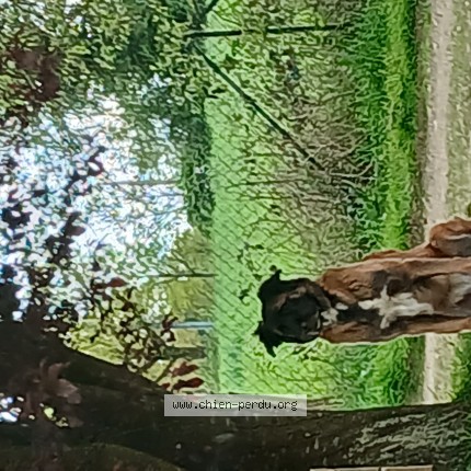 Photo 1/1 LOUVE Chien perdu à Saint gonlay