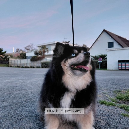 Photo de chien trouvé à Saint Martin De Brehal