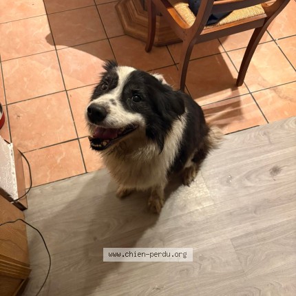 Photo de chien trouvé à Saint Tropez