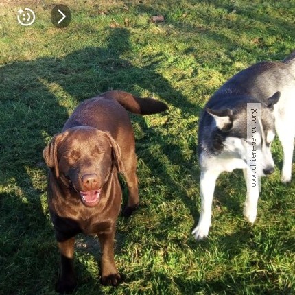 Photo de chien perdu à Cappelle Brouck