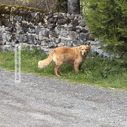 Photo 1/1 Chien trouvé Trouvé à Laschamps