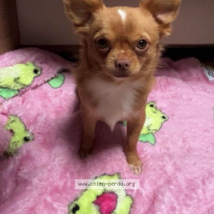 Photo 1/1 Crispy Chien perdu à Damigny