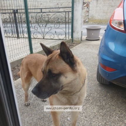 Photo 1/1 Chien trouvé Trouvé à Villers saint genest