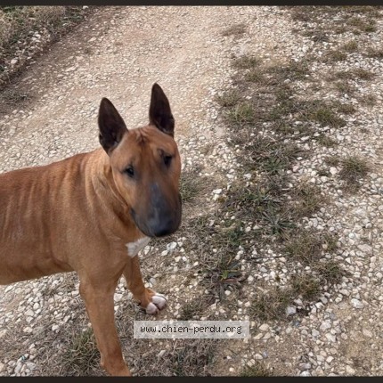 Photo de chien perdu à Pierrevert
