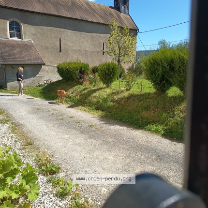 Photo de chien trouvé à Vuillafans