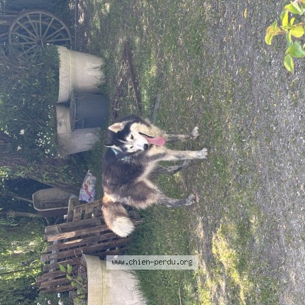 Photo de chien trouvé à Saint Trojan Les Bains