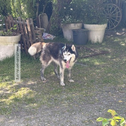 Photo 1/1 Chien retrouvé Trouvé à Saint Trojan Les Bains