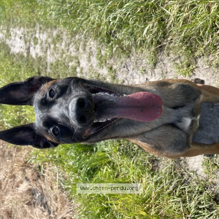 Photo 1/1 Chien retrouvé Perdu à Douchy les mines