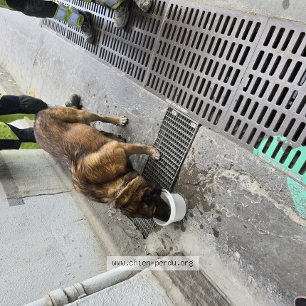 Photo de chien trouvé à Heming