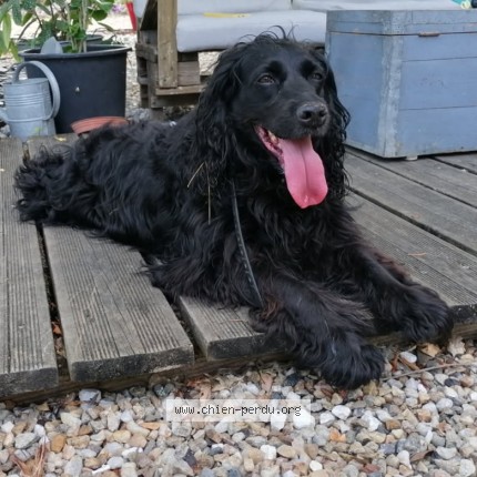 Photo de chien perdu à Villefranche De Lonchat