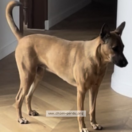 Photo de chien perdu à Bizanos