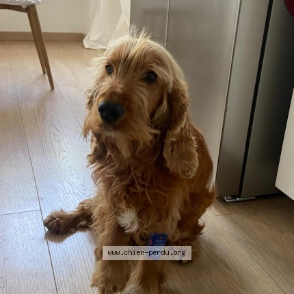 Photo de chien perdu à Foulayronne