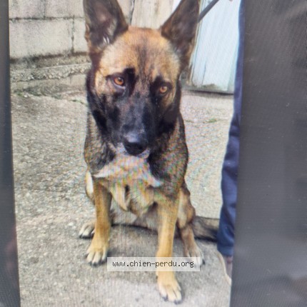 Photo de chien trouvé à Montauban