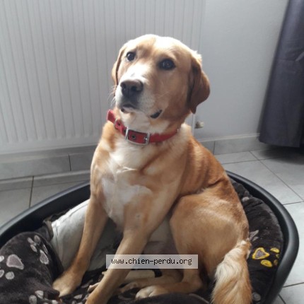 Photo de chien perdu à Sains En Gohelle