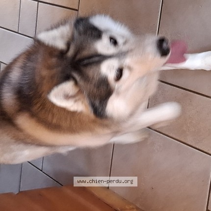 Photo de chien trouvé à Frambouhans