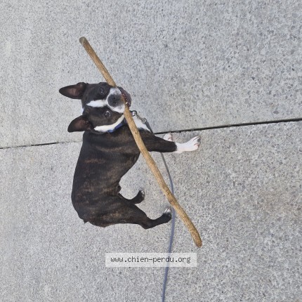 Photo de chien perdu à Periers Sur Le Dan