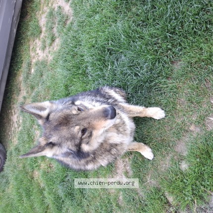 Photo de chien trouvé à Alixan