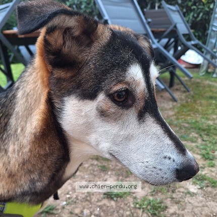 Photo de chien trouvé à Voisins Le Bretonneux