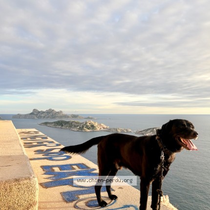 Photo 1/1 pogo Chien perdu à Marseille