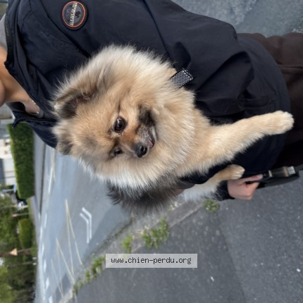 Photo de chien trouvé à Brest