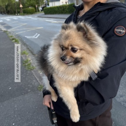 Photo 1/1 Chien retrouvé Trouvé à Brest