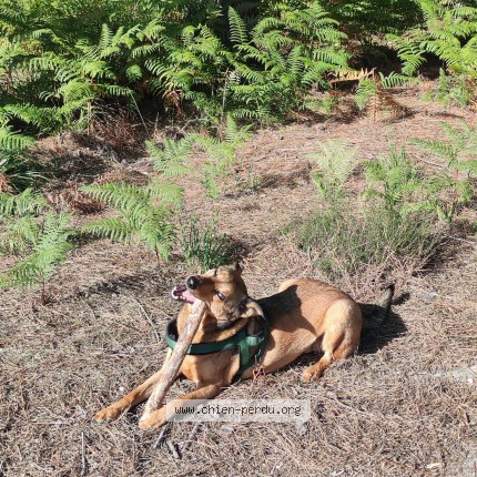 Photo de chien perdu à Vouneuil Sous Biard