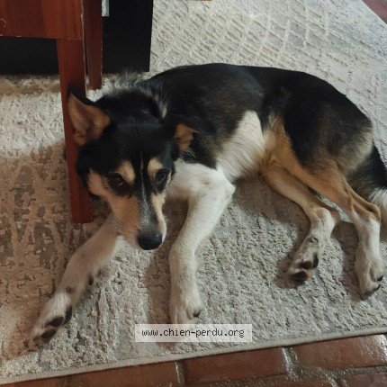 Photo de chien trouvé à Vaugrigneuse