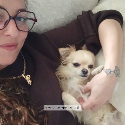 Photo de chien perdu à Aghione