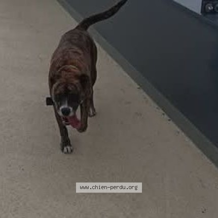 Photo de chien perdu à Toulouse