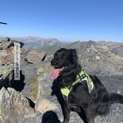 Photo 1/1 Chien retrouvé Perdu à Palavas