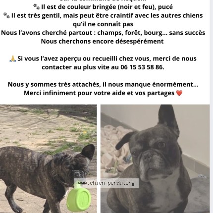 Photo de chien perdu à Requeil