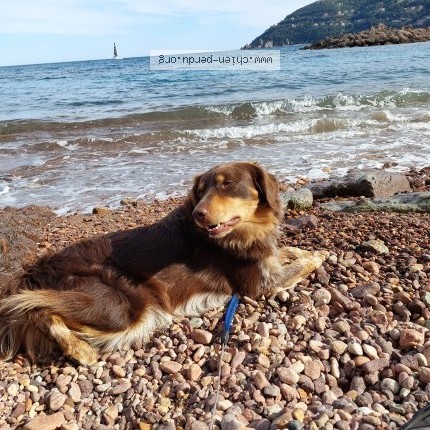 Photo de chien perdu à Chastel Nouvel