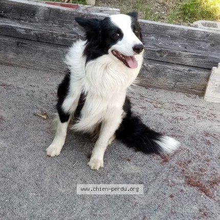 Photo de chien perdu à Muzillac