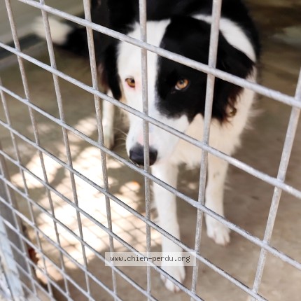 Photo de chien trouvé à Montauban