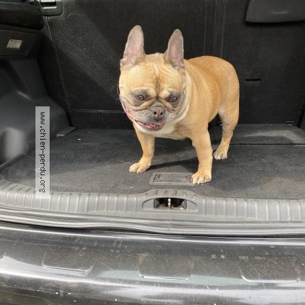 Photo de chien trouvé à Aulnay Sous Bois