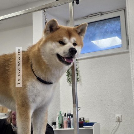 Photo de chien perdu à Danjoutin