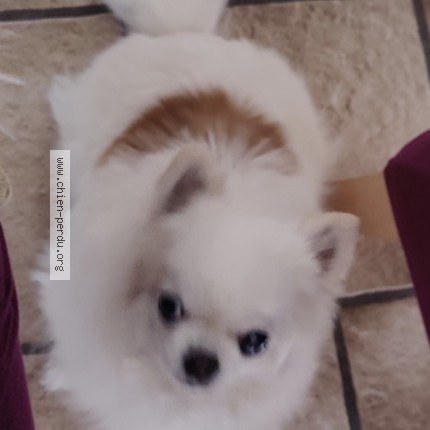 Photo 1/1 Vanille Chien perdu à Tintigny