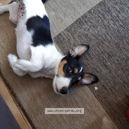 Photo de chien perdu à Miserey Salines