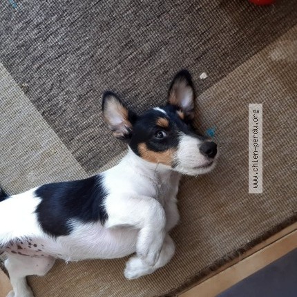 Photo 1/1 roxy Chien perdu à Miserey salines