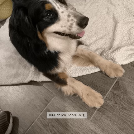 Photo de chien trouvé à La Crau