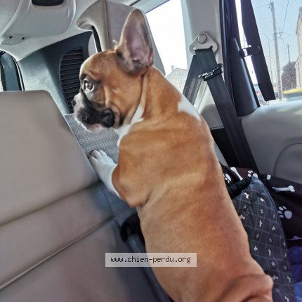 Photo 1/1 Chien trouvé Trouvé à Gond pontouvre