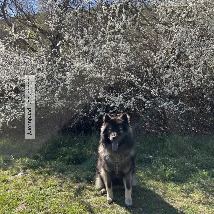 Photo de chien perdu à Berne