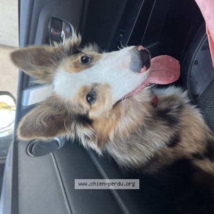 Photo de chien trouvé à Le Vilhain